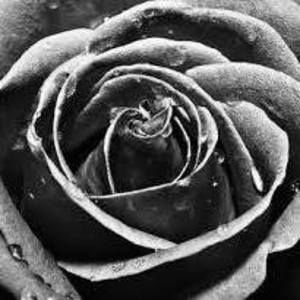 Meet your Posher, Elise